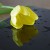 Plexi czarna połysk 3mm 900x600mm | ALUPLEXI