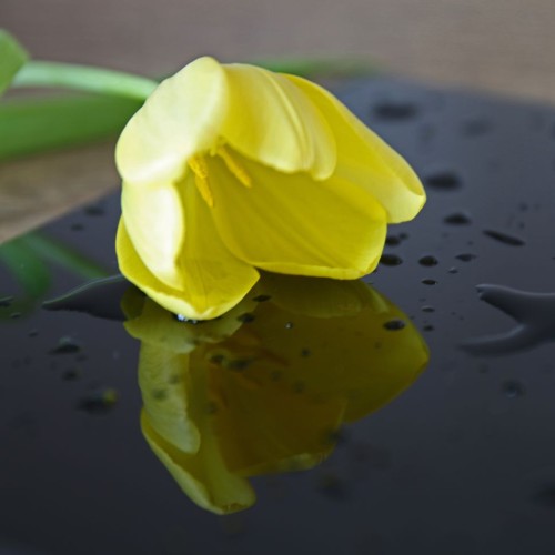 Plexi czarna połysk 3mm 1000x600mm - pakiet 5 sztuk | ALUPLEXI